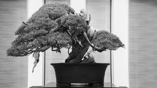 2017 World Bonsai Convention Walkthrough