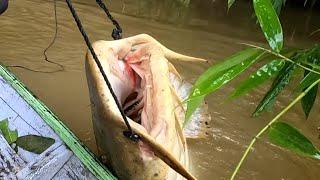 IKAN PESAWAT+TAPAH MONSTER SAMPAI MEMBUAT BANG ANTON BERDENDANG #monsterfish