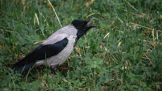 10 Pros and Cons of Owning a Magpie 