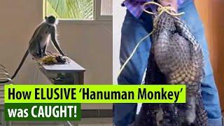 See the Hanuman Monkey who remained elusive for weeks being caught by Tvpm Zoo staff