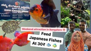 Karnataka’s biggest Aquarium  Weekend attraction in Bangalore Fish feeding