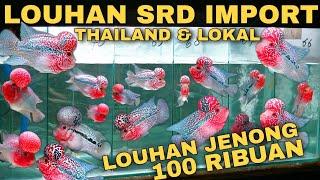 VIEW Louhan SRD IMPORT Dan Lohan SRD LOKAL TERMURAH Harga 100Ribu Dapat Lohan BoomHead Super JENONG