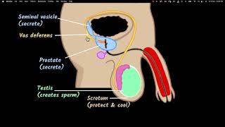 Male reproductive system  Reproduction  Biology class 10  Khan Academy