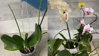 Water like this Orchids will bloom profusely and give healthy roots. Proper Watering