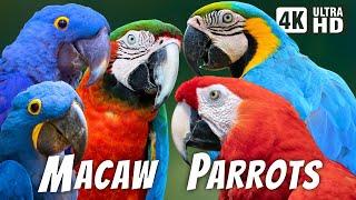 The Majestic Macaw  A Colorful Journey Into The Magnificent World Of Parrots  Amazon Rainforest