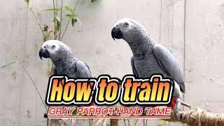 How to Train Gray Parrot  Hand Tame Training  Make Them Comfort