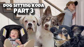 Dog Sitting Koda Part 3