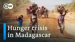 Climate change or politics? - Why Madagascar is going hungry  DW Documentary