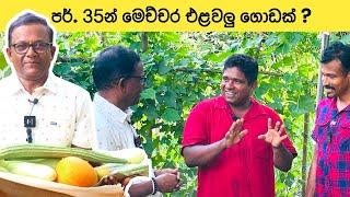 පර්.35 න් මෙච්චර එළවලු ගොඩක්?  Organic Farm Visit  Ceylon Agri  Episode 401