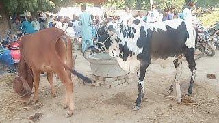cow meeting village