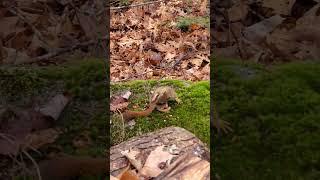 Red Squirrel eating a nut 