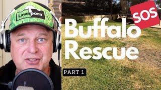 Buffalo Rescue Part 1