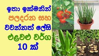 ඉක්මණින් අස්වැන්න ලබා ගත හැකි එළවලු වර්ග Ikmanin Paladarana Gewathu wagawa sinhala - Sonduru Diviya