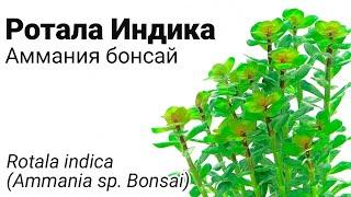 Ротала Индика или Аммания бонсай Rotala indica or Ammania sp. Bonsai.