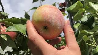 Enhancing High Density Apple Production in Kansas With Drape Netting