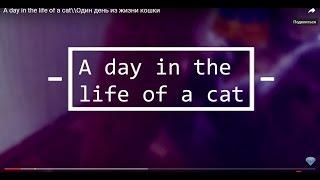 A day in the life of a cat\\Один день из жизни кошки