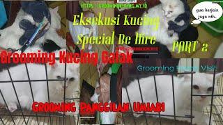 Grooming Kucing Bandung Galak Part 2  Salon Kucing Bandung