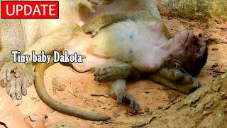 Young mom Duchess clean and take care her baby Dakota Dakota sleep on ground gave mom clean wound