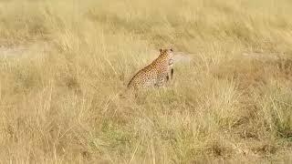 Leopard Attacks and Kills Wildcat on camera -  Animals Attacks