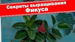 Главные секреты выращивания красивого фикуса каучуконосного. Уход за фикусом