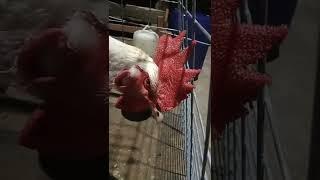 Ayam Pelung Putih Kokok Panjang