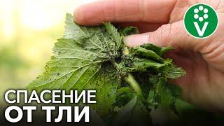 ТЛЯ БОИТСЯ ЭТОГО КАК ОГНЯ Спасаем пораженные кустарники смородины