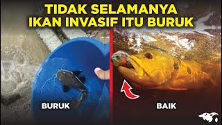 IKAN INVASIF YANG TERNYATA BAIK UNTUK EKOSISTEM