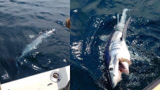 GIANT THRESHER and NICE Mako - Montauk Shark Fishing Part 1