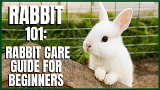 Rabbit 101 Rabbit Care Guide for Beginners