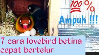 7 CARA AGAR LOVEBIRD CEPAT BERTELUR..