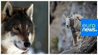 Mountain goat versus hungry wolf who wins?