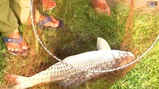 Amazing Big Rohu Fish Catching in Village  Pond Wonderful fishing video