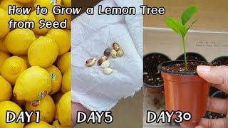 How to Grow a Lemon Tree from Seed