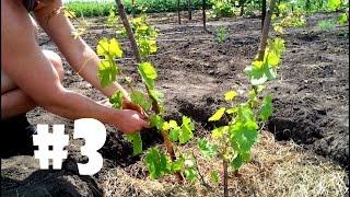 Уход за однолетним кустом винограда подвязка пасынкование