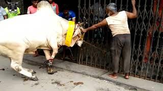 Dhakaiya Qurbani • Beautiful Pakra Bull Qurbani At Puran Dhaka • Qurbani Goru • Cow Lovers