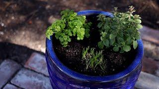 Planting Herbs in Containers for Beginners  Garden Answer