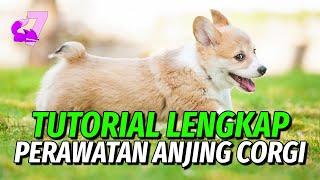 TIPS MERAWAT ANJING CANTIK PEMBROKE WELSH CORGI  EKOR7