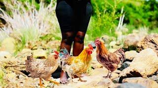 African Village Girl Slaughtering Chicken Barefoot by the River