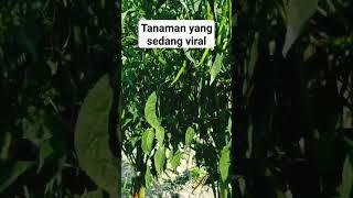 cabe si tanaman viral saat iniChili is the current viral plant #youtubeshorts #berkebun