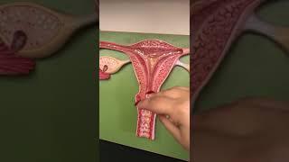 Anatomy Wall Model uterus and vagina