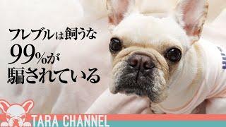 飼う前に知ってほしいこと【フレンチブルドッグを飼わない方がいい人7選】What you need to know about owning a French Bulldog