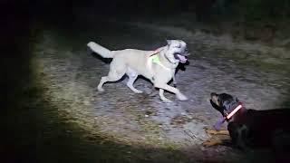 Aslan and Neela playing in the forest in the evening