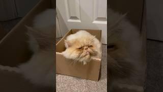 Sleepy Milo  #persiancat #shorts #猫 #animalshorts #viral