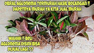 LARIS BANGET  OBRAL AGLONEMA MURAH  COCOK UNTUK PEMULA