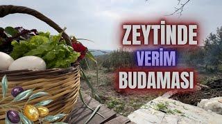 Verim Budaması Nasıl Yapılır? #erenvural #budama #zeytinbudama