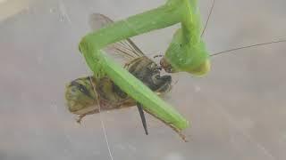 Praying Mantis eats wasp alive