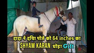 64 inches Shyam Karan Horse  YEOLA HORSE MARKET