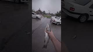 Fish raining live video  Rain of fish from sky Fish falling from sky  #viral #youtubeshorts #fish