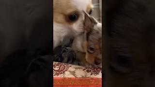 Socialized Older Puppy #sweetiepiepets #puppy #chihuahuapuppies #puppies