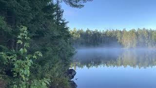 Morning wolf howl in Algonquin Park